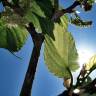 Fotografia 1 da espécie Morus alba do Jardim Botânico UTAD