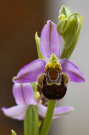 Fotografia da espécie Ophrys apifera