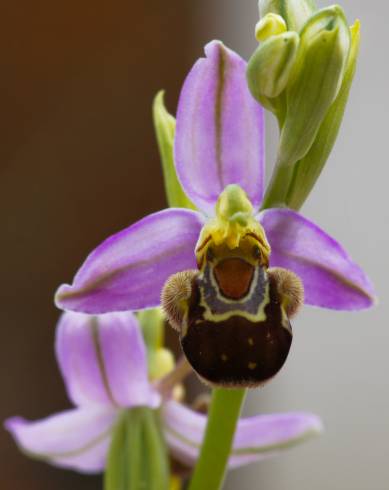 Fotografia de capa Ophrys apifera - do Jardim Botânico
