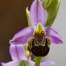 Fotografia 1 da espécie Ophrys apifera do Jardim Botânico UTAD