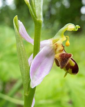 Fotografia 2 da espécie Ophrys apifera no Jardim Botânico UTAD