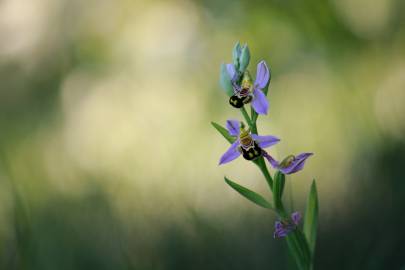 Fotografia da espécie Ophrys apifera