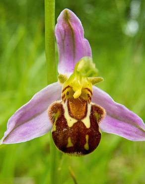 Fotografia 6 da espécie Ophrys apifera no Jardim Botânico UTAD