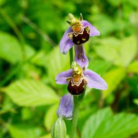 Fotografia da espécie Ophrys apifera