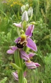 Fotografia da espécie Ophrys apifera