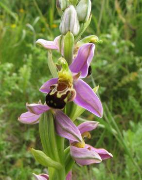 Fotografia 8 da espécie Ophrys apifera no Jardim Botânico UTAD