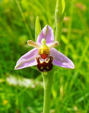 Fotografia 9 da espécie Ophrys apifera no Jardim Botânico UTAD