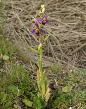 Fotografia 10 da espécie Ophrys apifera no Jardim Botânico UTAD