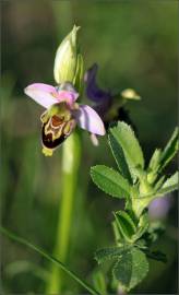 Fotografia da espécie Ophrys apifera