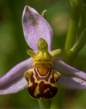 Fotografia 12 da espécie Ophrys apifera no Jardim Botânico UTAD