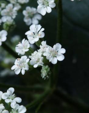 Fotografia 4 da espécie Torilis japonica no Jardim Botânico UTAD