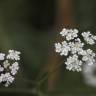 Fotografia 5 da espécie Torilis japonica do Jardim Botânico UTAD