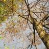 Fotografia 3 da espécie Tilia cordata do Jardim Botânico UTAD