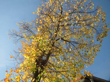 Fotografia da espécie Tilia cordata