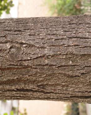 Fotografia 6 da espécie Tilia cordata no Jardim Botânico UTAD