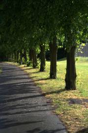 Fotografia da espécie Tilia cordata