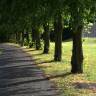 Fotografia 7 da espécie Tilia cordata do Jardim Botânico UTAD