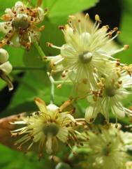 Tilia cordata