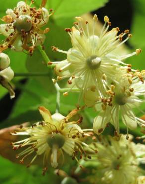 Fotografia 1 da espécie Tilia cordata no Jardim Botânico UTAD