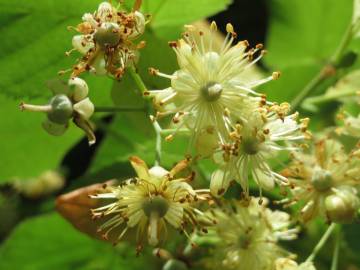 Fotografia da espécie Tilia cordata