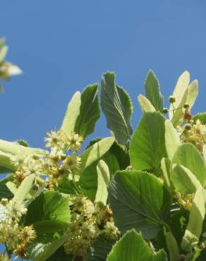 Fotografia 9 da espécie Tilia cordata no Jardim Botânico UTAD