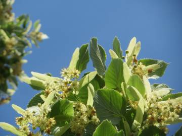 Fotografia da espécie Tilia cordata