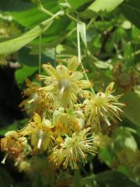 Fotografia da espécie Tilia cordata