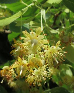 Fotografia 11 da espécie Tilia cordata no Jardim Botânico UTAD