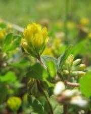 Fotografia da espécie Trifolium dubium