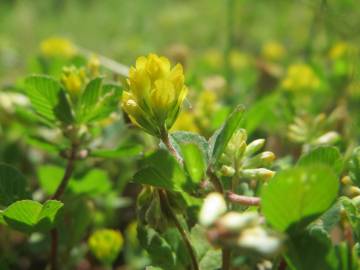 Fotografia da espécie Trifolium dubium