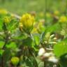 Fotografia 1 da espécie Trifolium dubium do Jardim Botânico UTAD