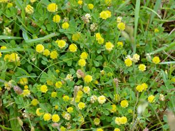 Fotografia da espécie Trifolium dubium