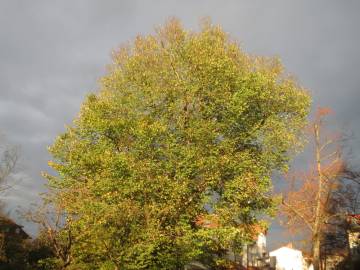 Fotografia da espécie Ulmus glabra