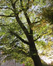 Fotografia da espécie Ulmus glabra