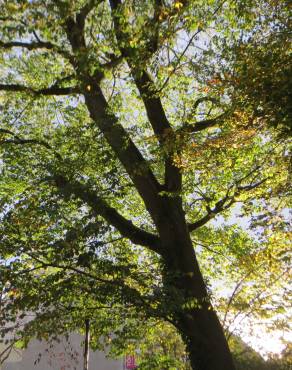 Fotografia 1 da espécie Ulmus glabra no Jardim Botânico UTAD