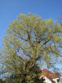 Fotografia da espécie Ulmus glabra