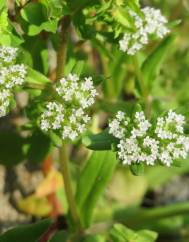 Valerianella locusta subesp. locusta