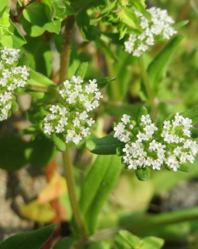 Fotografia de capa Valerianella locusta subesp. locusta - do Jardim Botânico