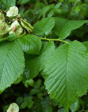 Fotografia 5 da espécie Ulmus glabra no Jardim Botânico UTAD