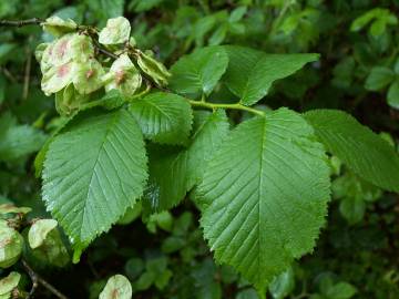 Fotografia da espécie Ulmus glabra