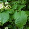 Fotografia 5 da espécie Ulmus glabra do Jardim Botânico UTAD