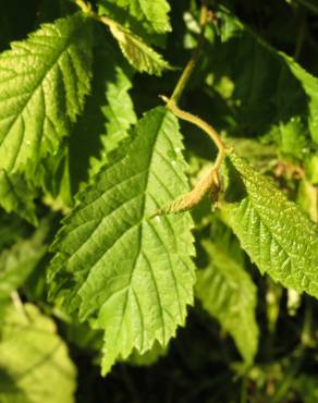 Fotografia 6 da espécie Ulmus glabra no Jardim Botânico UTAD