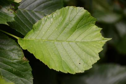 Fotografia da espécie Ulmus glabra