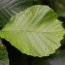 Fotografia 8 da espécie Ulmus glabra do Jardim Botânico UTAD