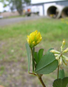 Fotografia 5 da espécie Trifolium dubium no Jardim Botânico UTAD