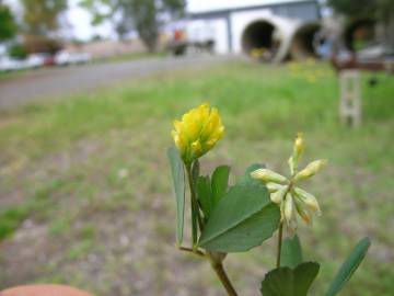 Fotografia da espécie Trifolium dubium