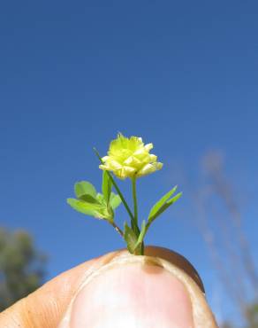 Fotografia 6 da espécie Trifolium dubium no Jardim Botânico UTAD