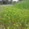 Fotografia 7 da espécie Trifolium dubium do Jardim Botânico UTAD