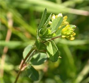 Fotografia da espécie Trifolium dubium