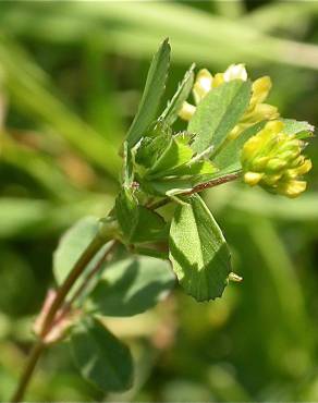 Fotografia 8 da espécie Trifolium dubium no Jardim Botânico UTAD